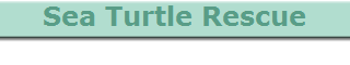 Sea Turtle Rescue