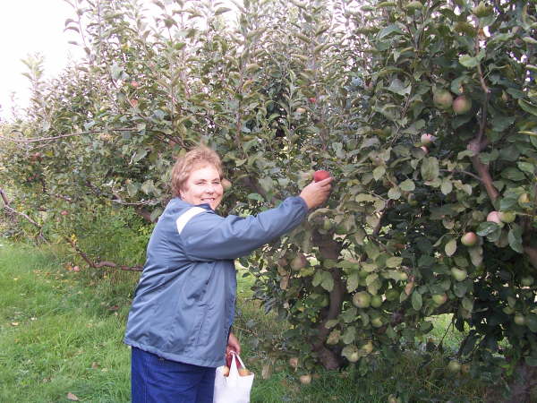 Apple Orchard