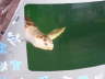 Sea Turtle Rescue