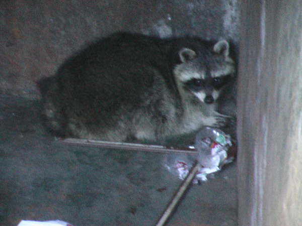 Dumpster Raccoon
