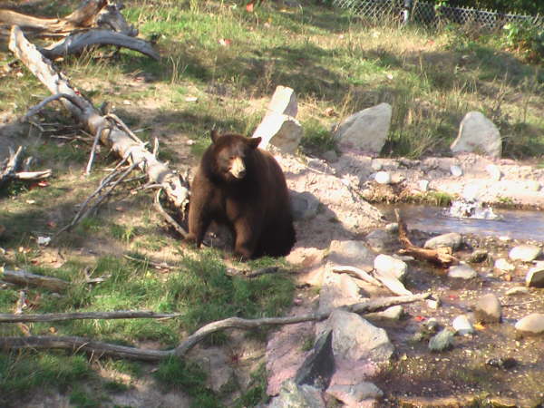 At Oswalds Bear Ranch